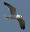 Larus armenicus